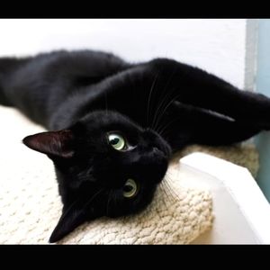 😺 POSH SHOWS 😺